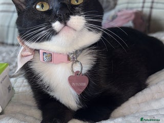 Mixed Breed cats - Advert 13