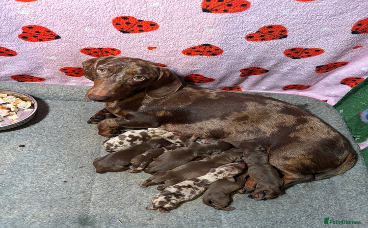 Miniature Dachshund dogs - Advert 2