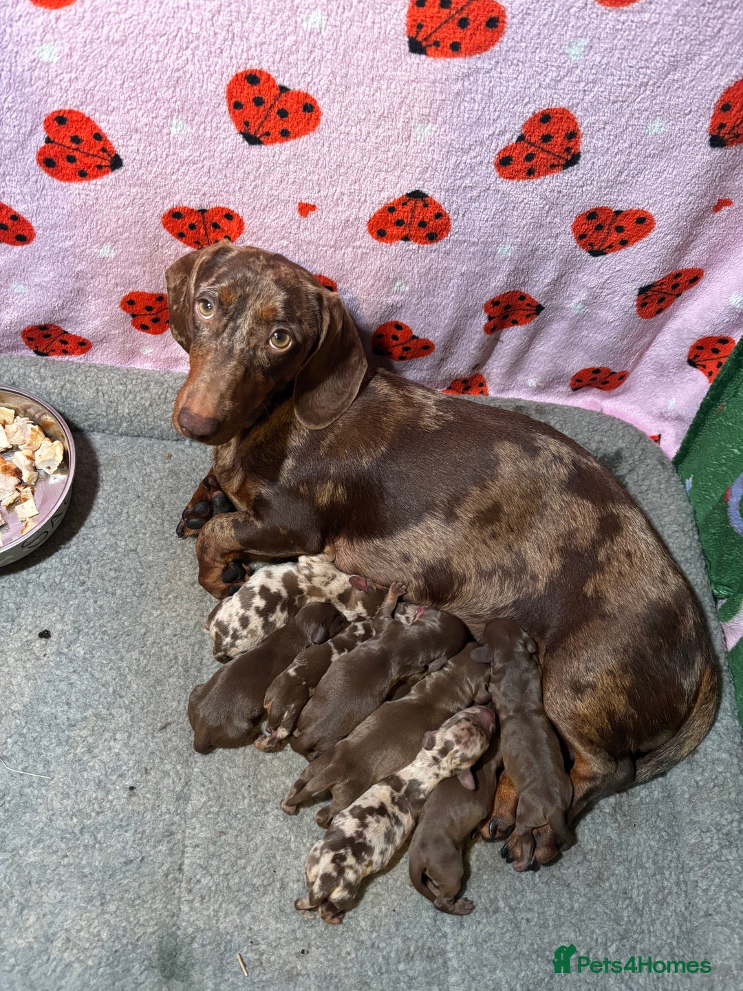 Miniature Dachshund dogs for sale: Beautiful Miniature Dachshunds  - Image 1