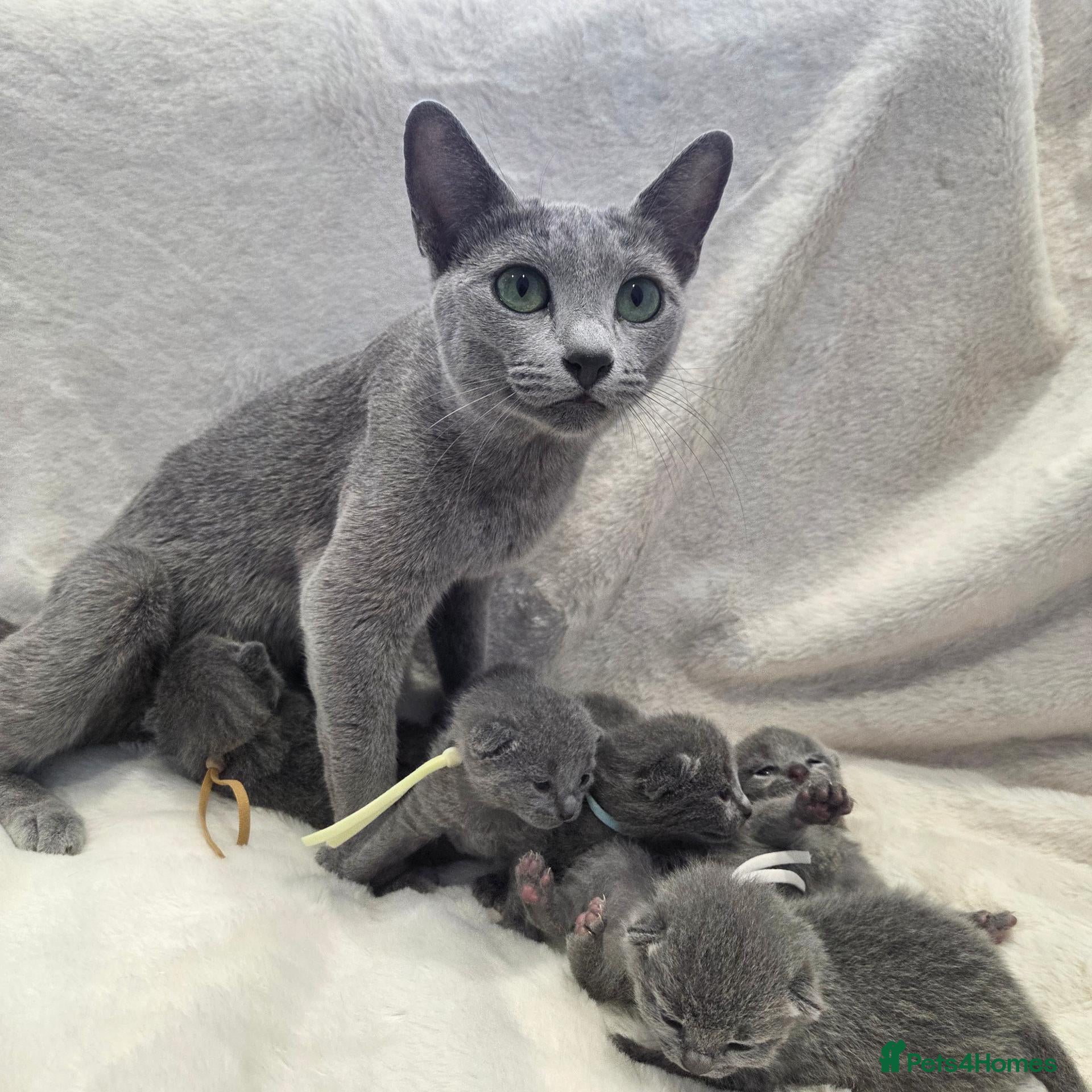 Russian Blue cats Purebred Russian Blue Kittens - Advert 2