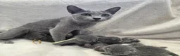 Russian Blue cats for sale: Purebred Russian Blue Kittens - Advert 2