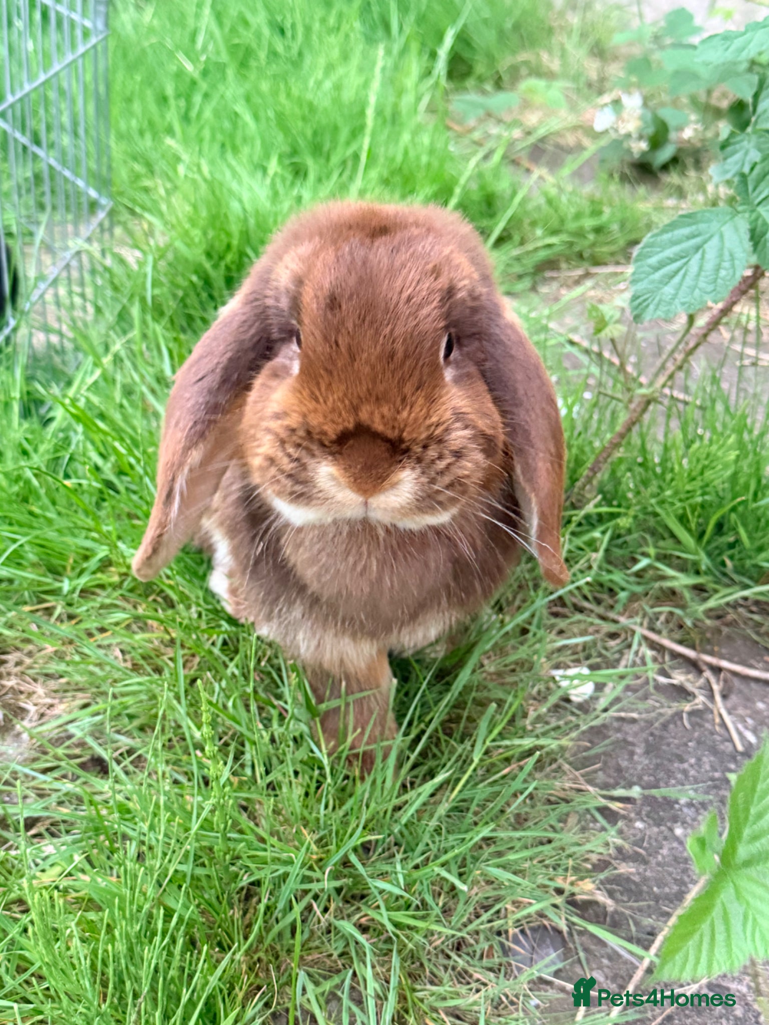 Mini Lop rabbits for sale: Mini Lop babies Ready to go  - Advert 8