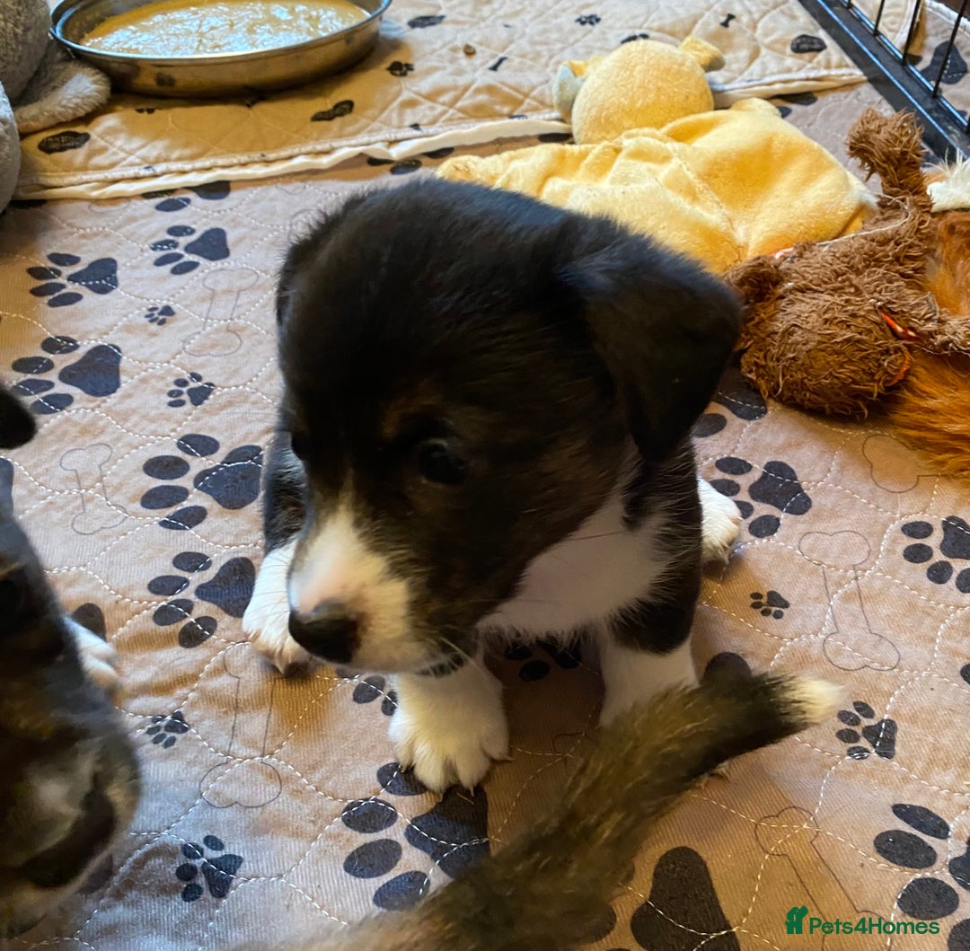 Welsh Corgi Cardigan dogs for sale: Welsh Cardigan Corgis by 5 ⭐️ Licensed Breeder - Advert 11