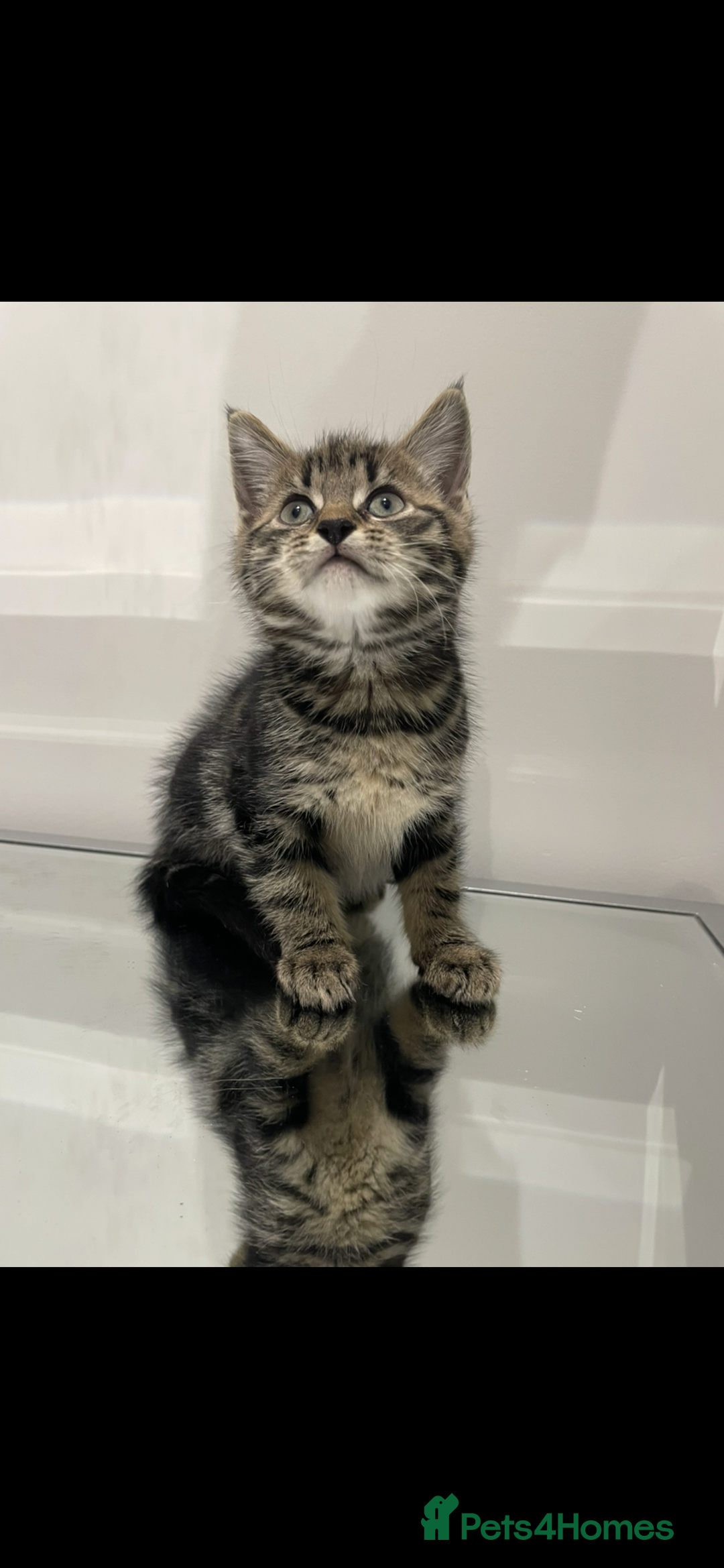 Mixed Breed cats for sale: Gorgeous kittens ready for new homes now  - Advert 1