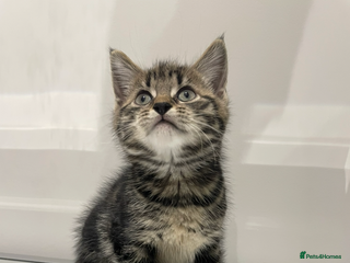 Mixed Breed cats Gorgeous kittens ready for new homes now - Advert 1