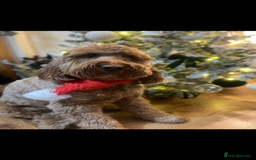 Cockapoo dogs for sale: Cockapoo - Image 10