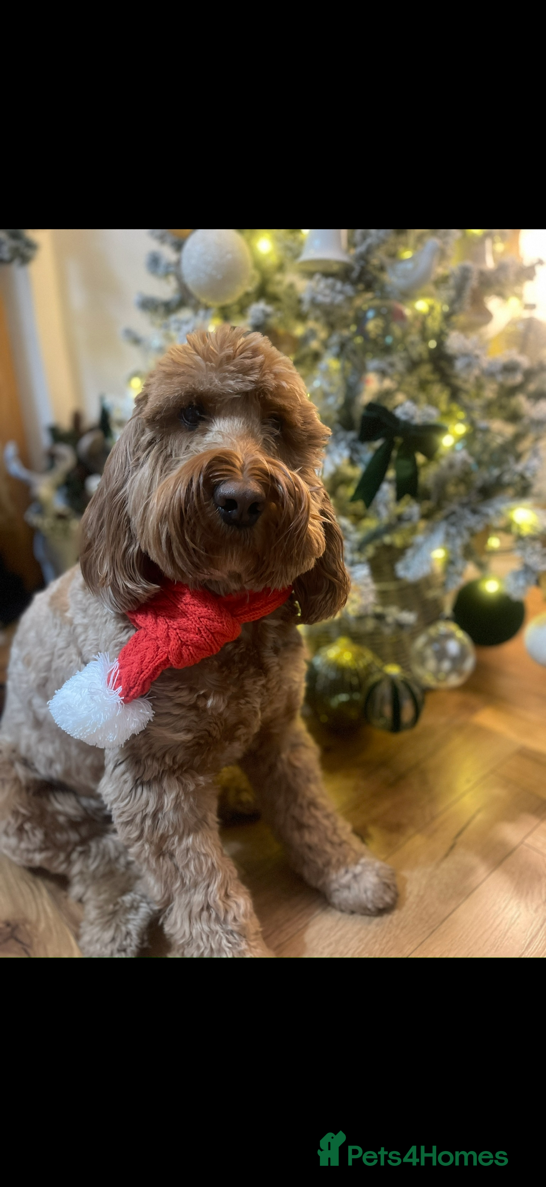 Cockapoo dogs for sale: Cockapoo - Image 10