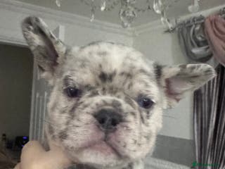 French Bulldog dogs Out standing french bulldogs merles carry fluffy - Advert 7