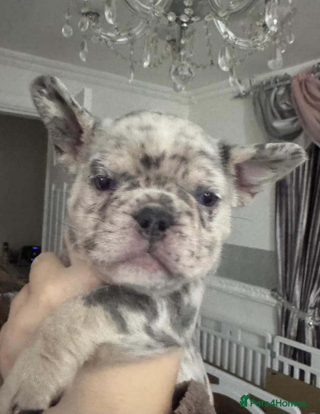 French Bulldog dogs for sale: Out standing french bulldogs merles carry fluffy - Advert 6