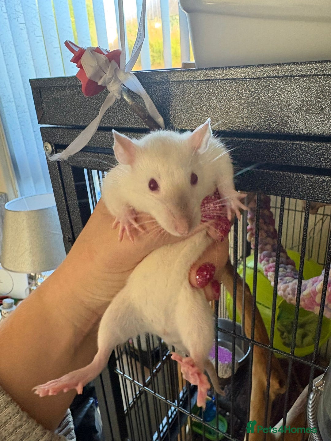 Rat rodents for sale: Fancy Siamese rats  - Advert 8