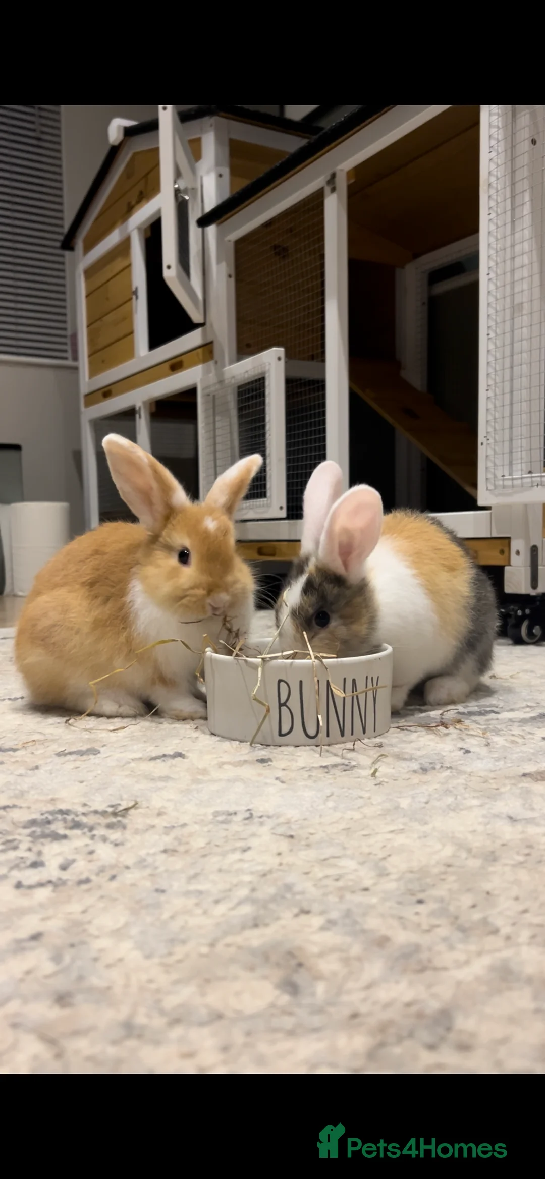 English Lop rabbits for sale: Two female rabbits  - Advert 4