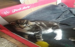 Mixed Breed cats for sale: 3 beautiful kittens  in Wakefield - Image 10