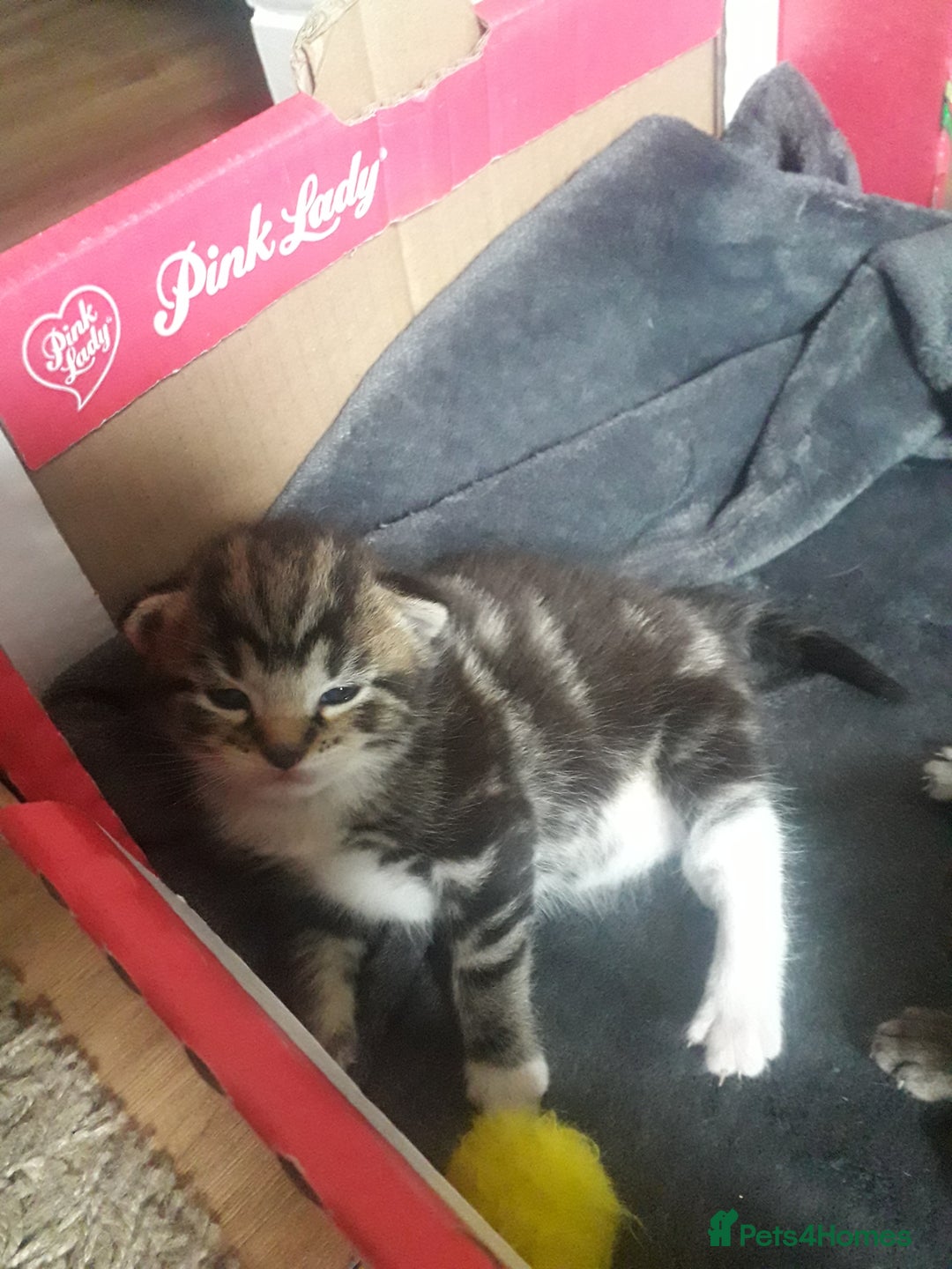 Mixed Breed cats for sale: 3 beautiful kittens  in Wakefield - Image 10
