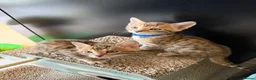 Bengal cats for sale: 🐾 Purebred Bengal Kittens for Sale 🐾 - Advert 16