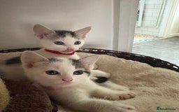 Mixed Breed cats for sale: Beautiful mixed breed kittens - Image 21