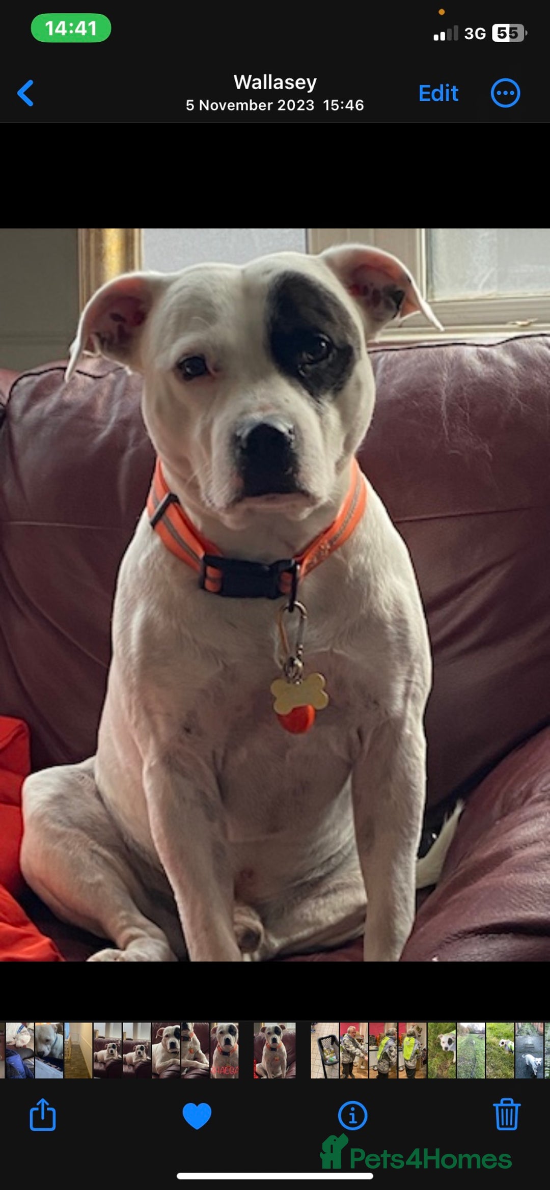 Staffordshire Bull Terrier dogs for stud: White Male Staffy for Stud (Free) - Image 1
