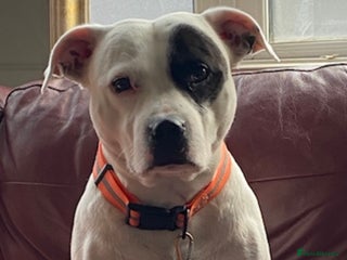 Staffordshire Bull Terrier dogs - Advert 5