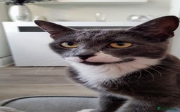 Domestic Shorthair cats for sale: Luna  - Image 6
