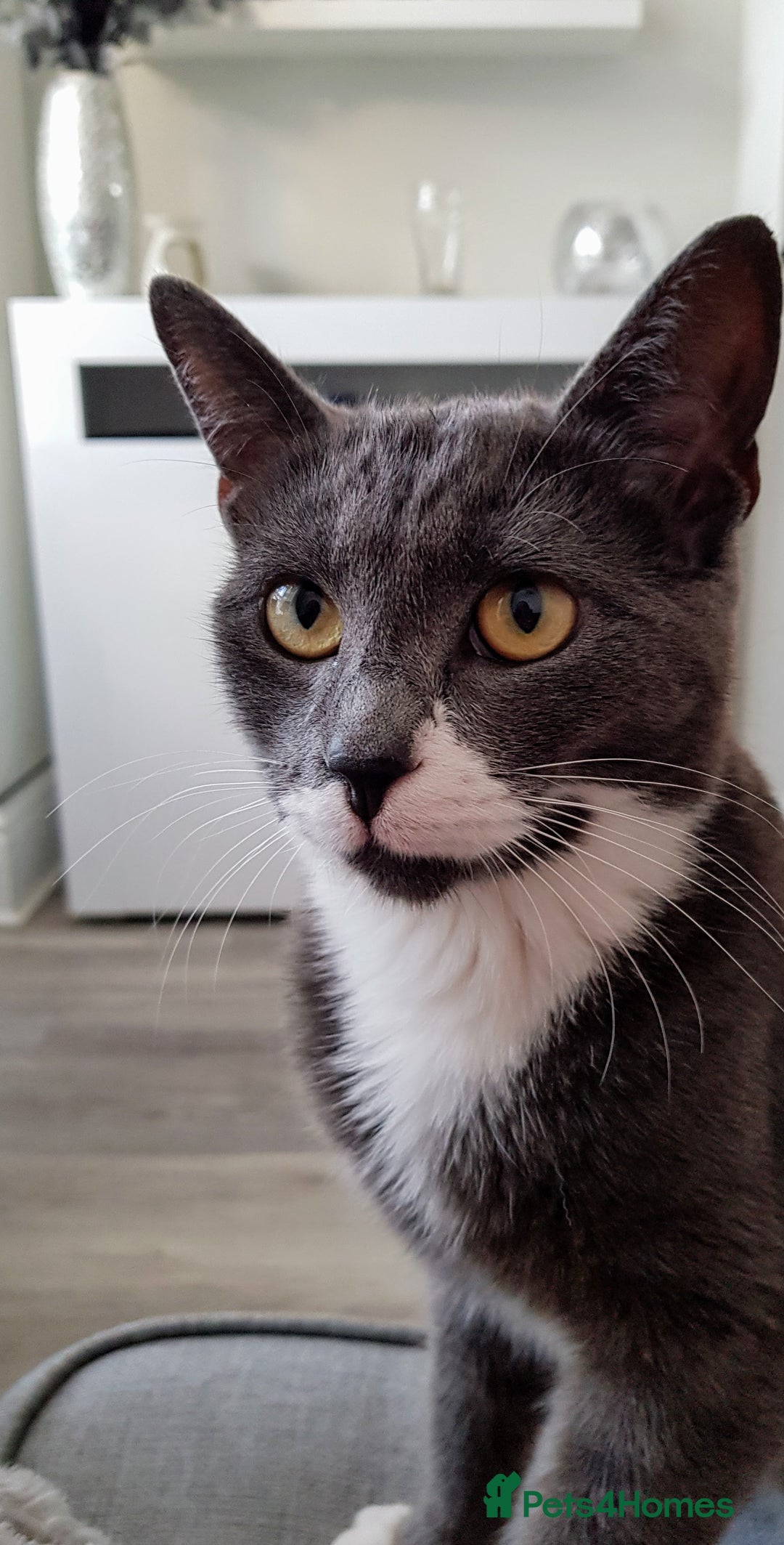Domestic Shorthair cats for sale: Luna  - Image 6