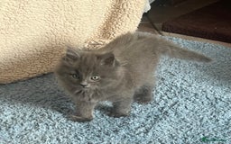 Maine Coon cats for sale: Maine Coon Kittens - Image 8