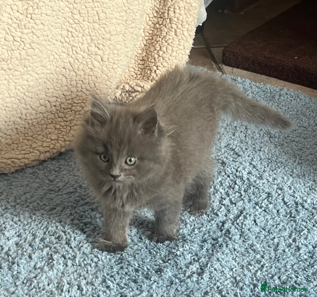 Maine Coon cats for sale: Maine Coon Kittens - Image 8