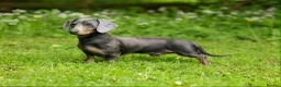 Dachshund dogs for stud: BILLY 🐶 STUD Available ( PROVEN ) - Advert 8