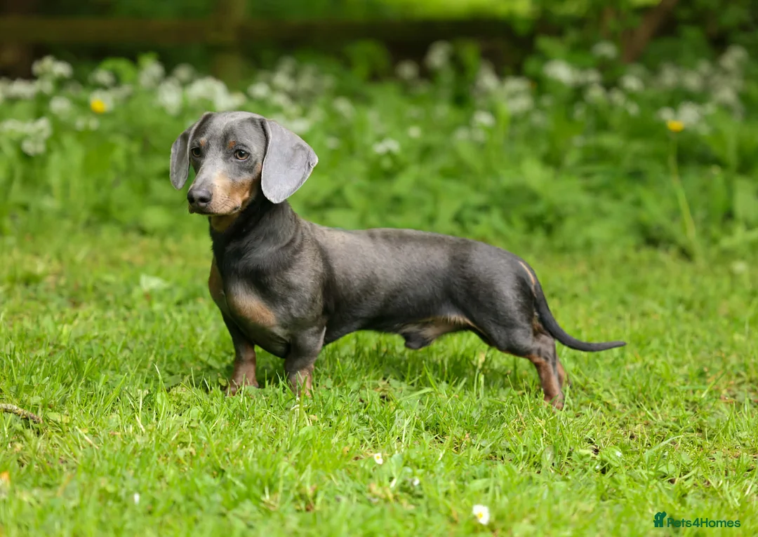 Dachshund dogs for stud: BILLY 🐶 STUD Available ( PROVEN ) - Advert 8