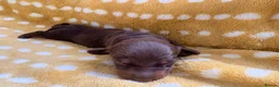 Miniature Dachshund dogs for sale: 1 Beautiful Miniature Dachshund Puppy left! 🩷 - Advert 23