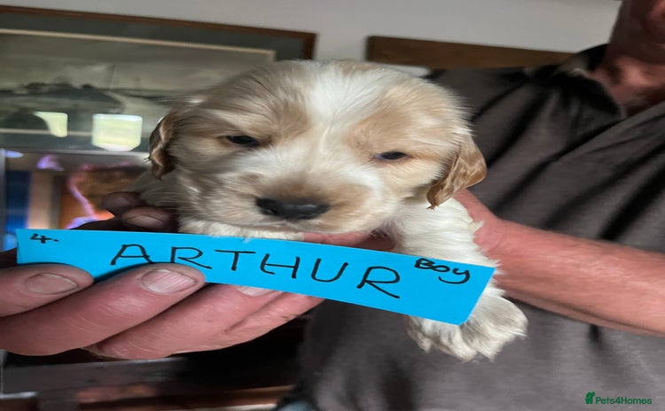 Cocker Spaniel dogs - Advert 5