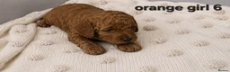 Cockapoo dogs for sale: Cockapoo  in Wolverhampton - Advert 13