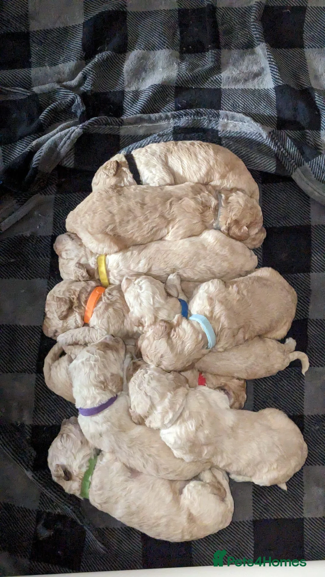 Labradoodle dogs for stud: Labradoodle Stud - Proven in Worthing - Advert 22