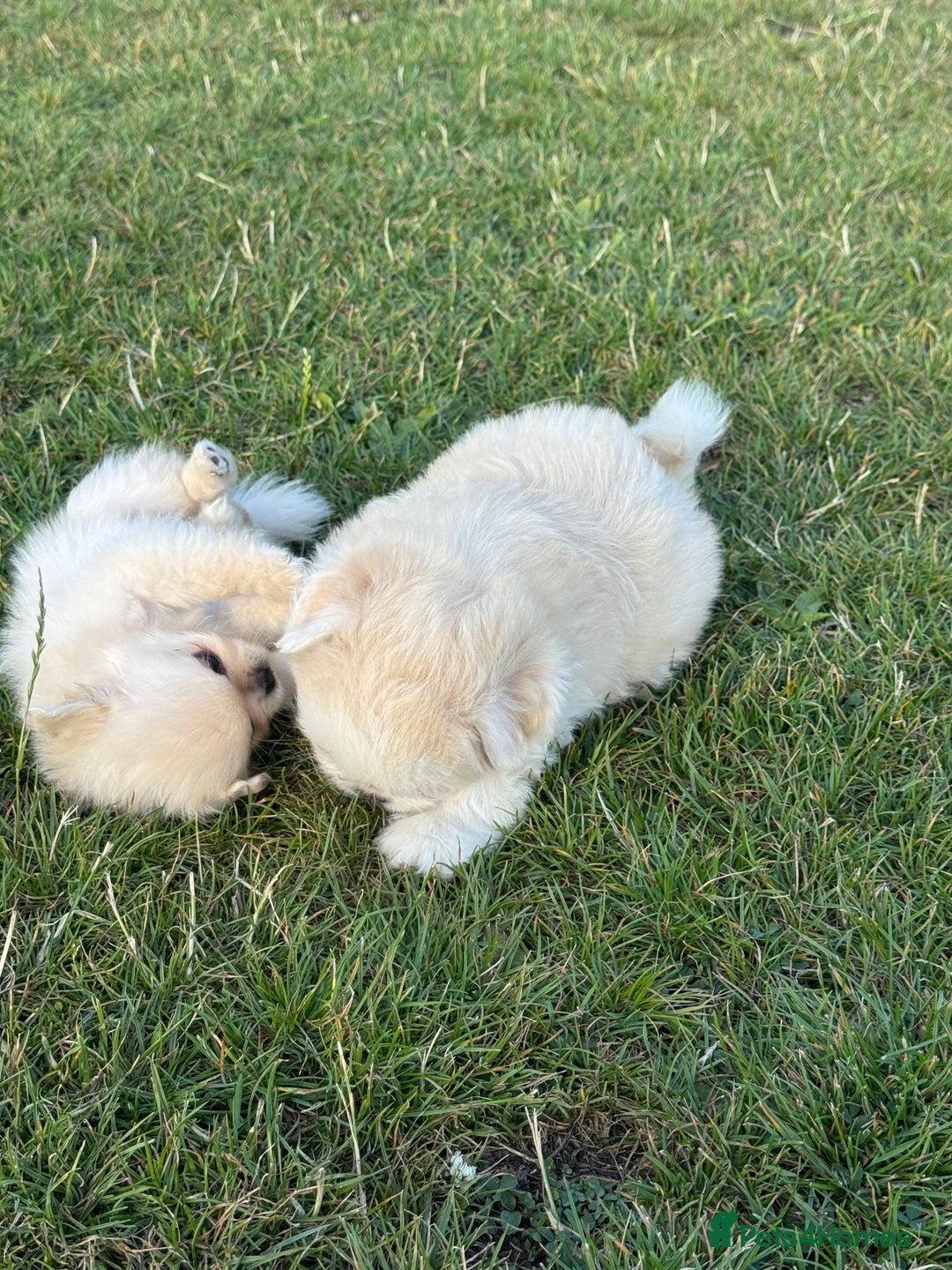 Mixed Breed dogs for sale: Shih Tzu-pomeranian - Image 11