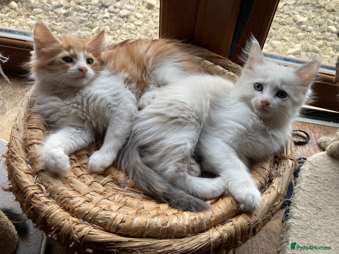Ragdoll cats for sale: Ragdoll Kittens in Boston - Image 23