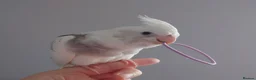 Cockatiels birds for sale: Hand reared silly tame DNA sexed baby cockatiels  - Advert 4