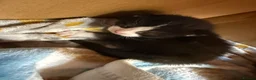 Mixed Breed cats for sale: Manecoon x - Advert 5