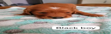 Golden Retriever 1