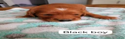 Golden Retriever dogs for sale: Exceptional KC registered Golden Retriever puppies - Advert 19