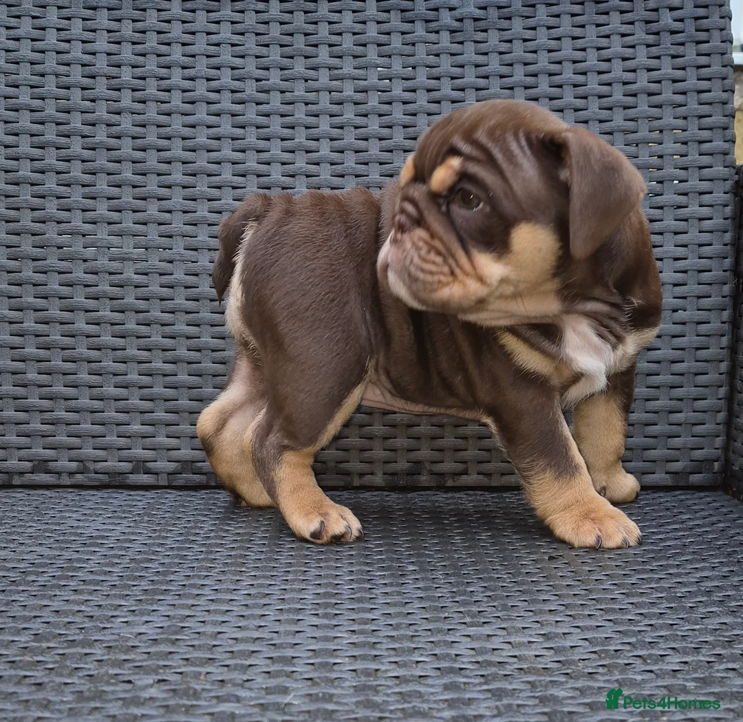 English Bulldog dogs for sale: Beautiful Chunky English Bulldog Pups - Advert 9