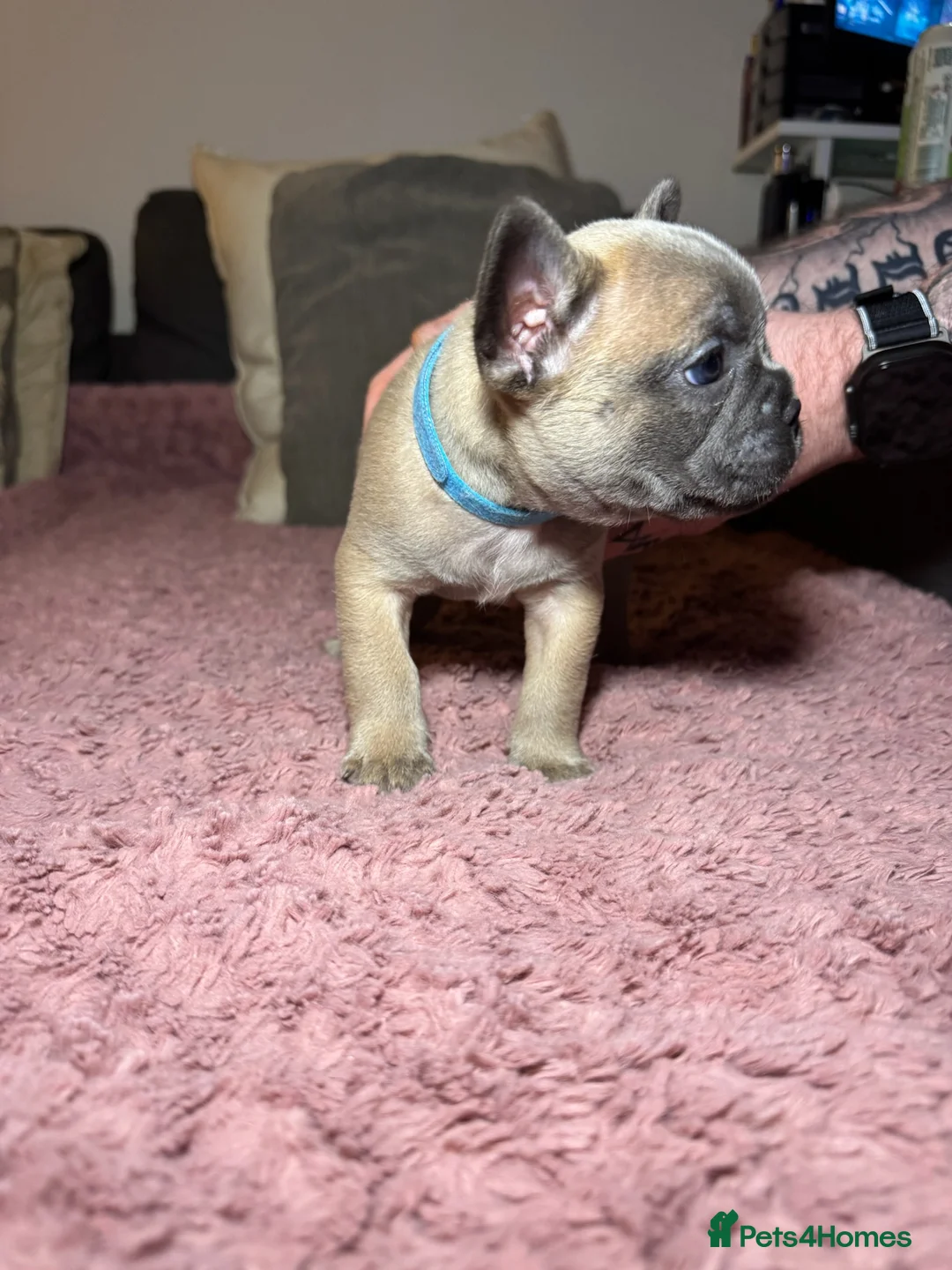 French Bulldog dogs for sale: French Bulldog puppies for sale 1 LEFT  - Advert 14