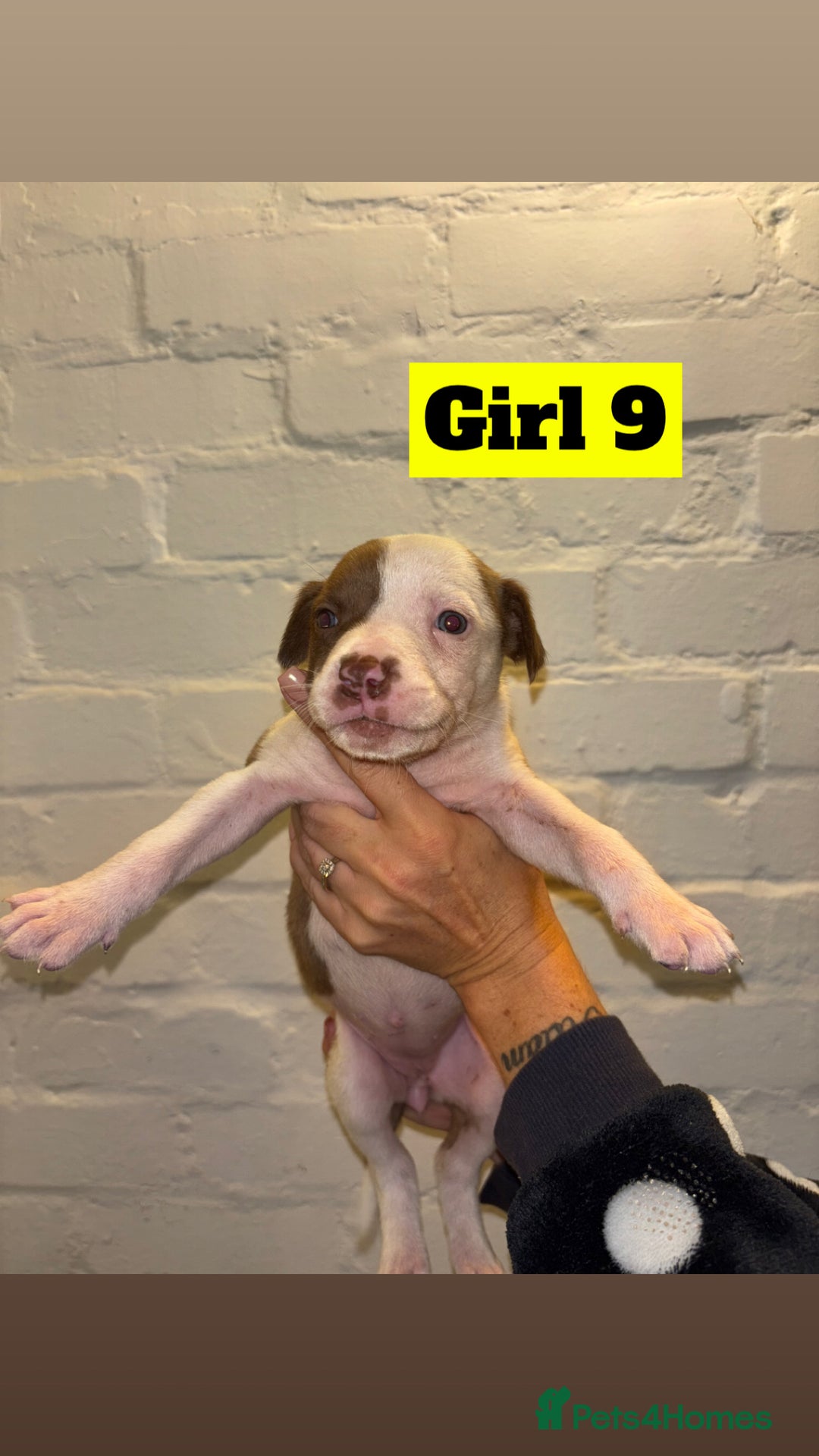 Mixed Breed dogs for sale: Beautiful Border collie/kelpie X staff cross pups - Image 22