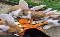 Mixed Breed rabbits for sale: 4 baby bunnies - Image 2