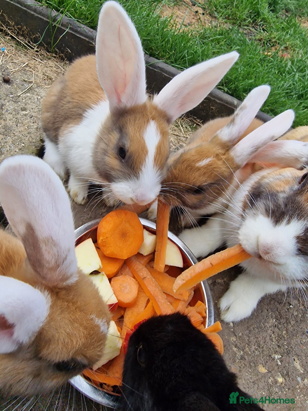 Mixed Breed rabbits for sale: 4 baby bunnies - Image 2