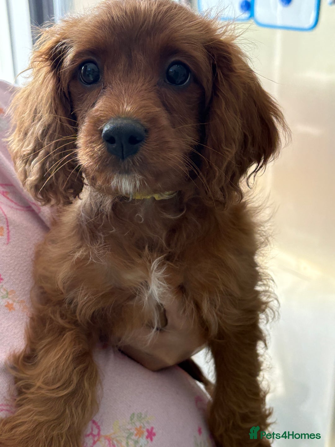 Cavapoo dogs for sale: Last pup left! F1 Cavapoo boy - Image 4