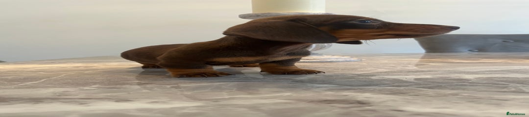 Miniature Dachshund Puppy 4