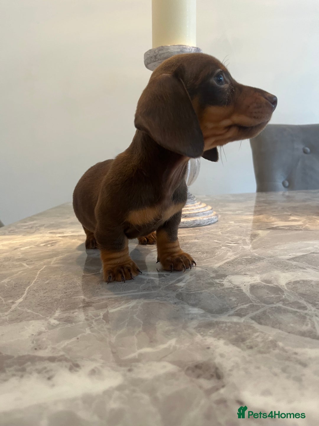 Miniature Dachshund dogs for sale: 🐾 Miniature Dachshund Puppies 🐶  - Image 11