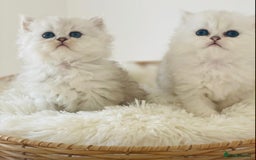 Persian cats for sale: Persian Chinchilla silver shadow 🎀🧢 - Image 7