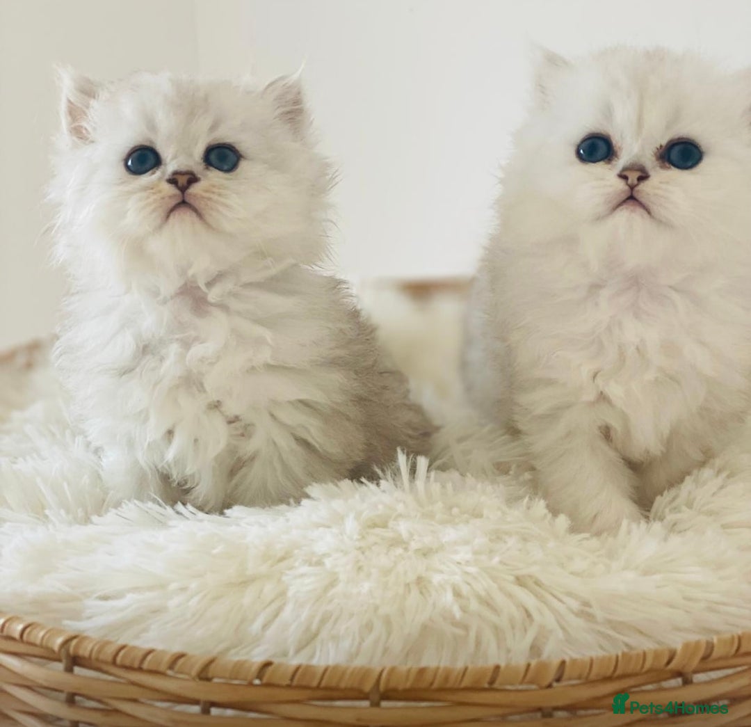 Persian cats for sale: Persian Chinchilla silver shadow 🎀🧢 - Image 7