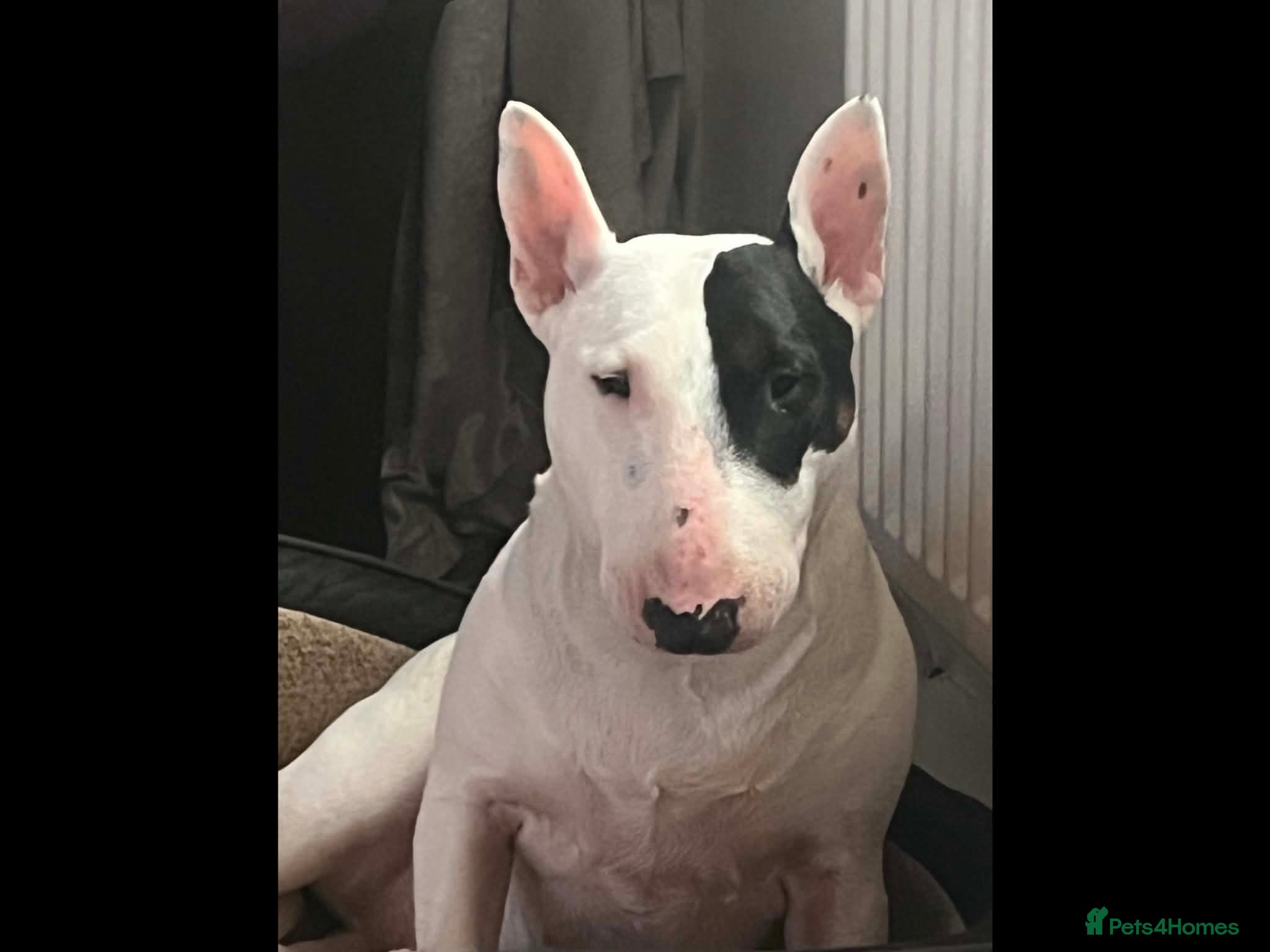 English Bull Terrier dogs 5 year old girl available. - Advert 1