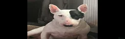 English Bull Terrier dogs for sale: 5 year old girl available. - Advert 6