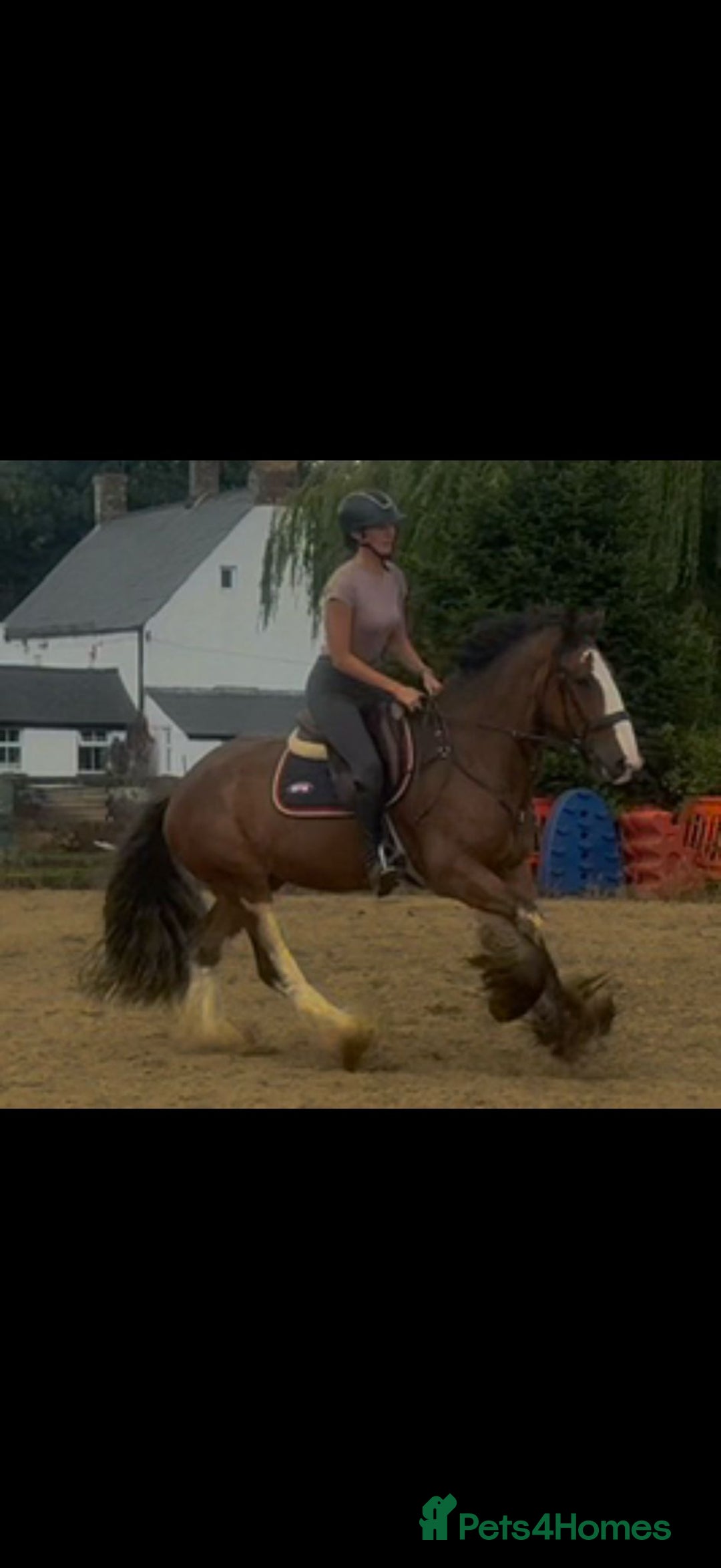 Irish Cob horses for sale: Liam the super cob - Image 5